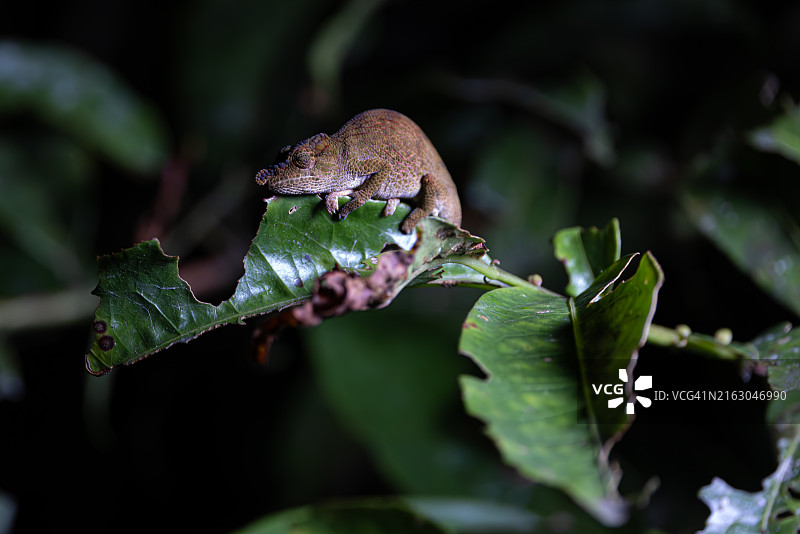栖息在树叶上的变色龙图片素材