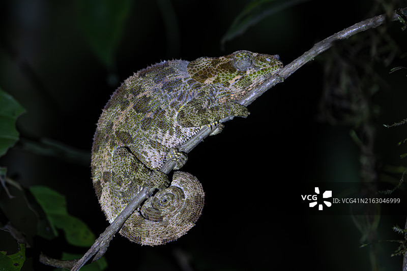 栖息在树枝上的变色龙图片素材