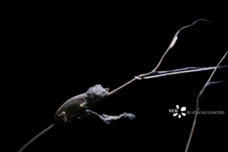 夜晚细枝上的变色龙图片素材