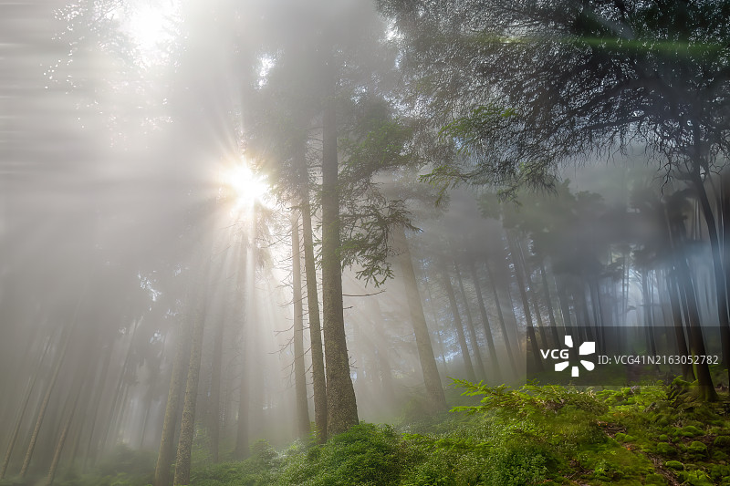 奥地利的朦胧森林图片素材