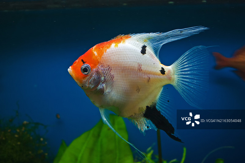 热带暹罗斗鱼在水族箱中畅游特写，俄罗斯图片素材