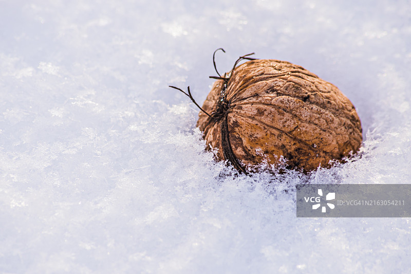 雪地上冬樱桃的特写图片素材