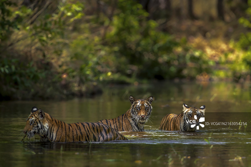 班德哈夫加尔保护区水中的小老虎幼崽图片素材