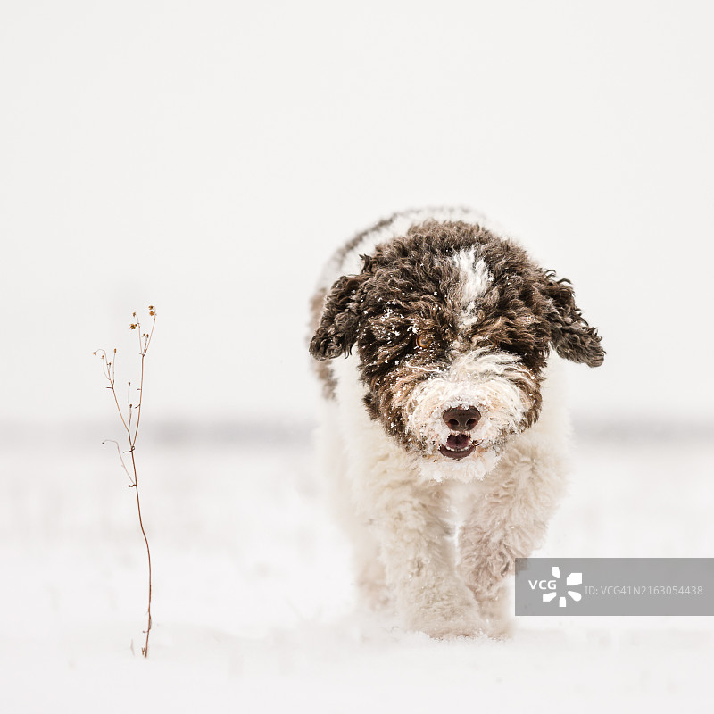 在雪地里奔跑的贵宾犬正面图图片素材