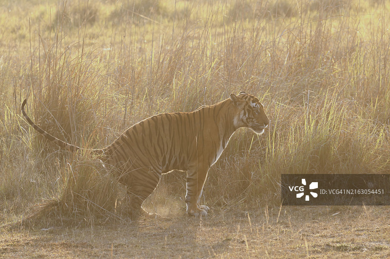 幼虎在草地上行走的侧面图片素材
