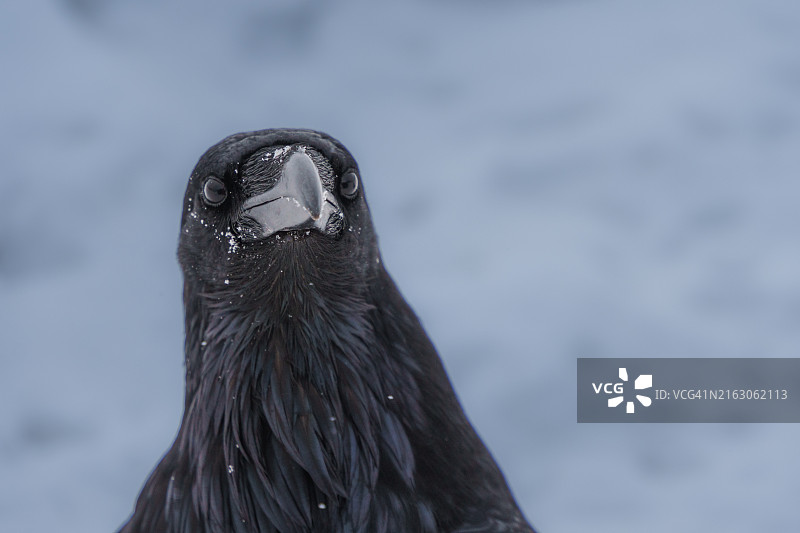 渡鸦肖像图片素材