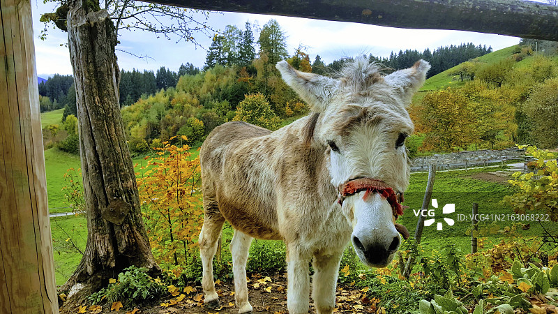 带着信任目光的驴图片素材