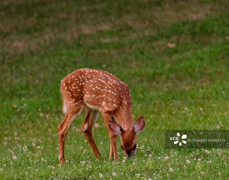 草地里觅食的白尾小鹿图片素材