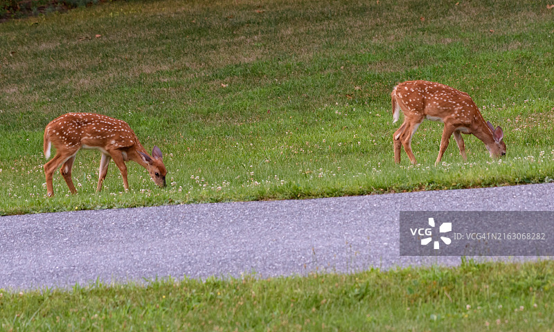 草地里觅食的白尾鹿双胞胎图片素材
