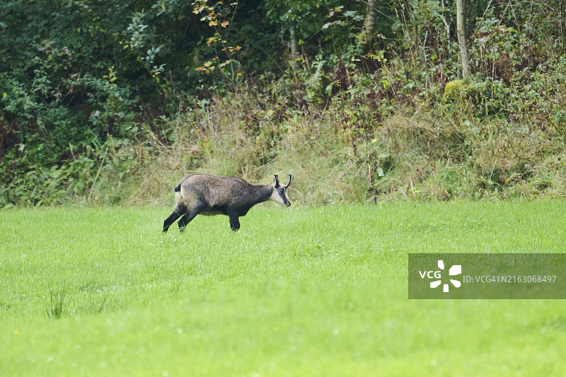 羚羊(Rupicapra Rupicapra)站在绿色的田野上，背景是树木和茂密的树叶，野生动物，巴伐利亚图片素材