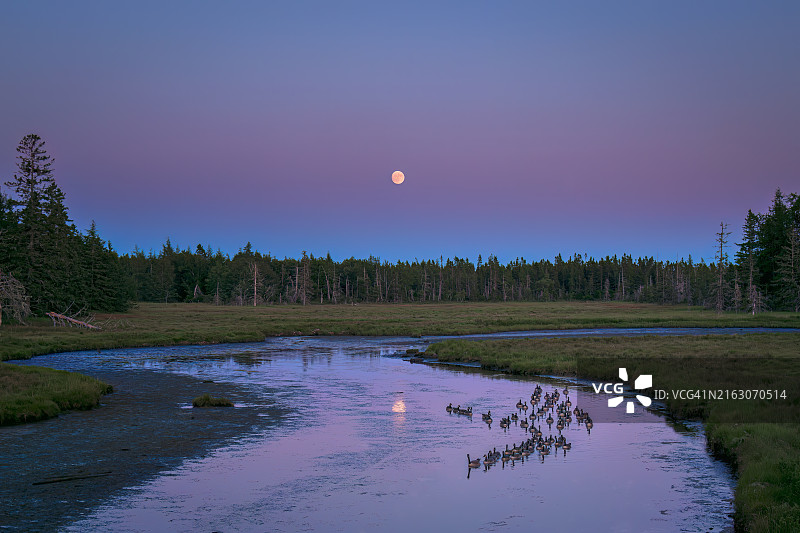 巴斯港，缅因州，退潮时沼泽中倒映着冉冉升起的月亮，一群加拿大鹅图片素材