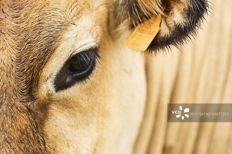 棕色牛站在田野里看着镜头的眼睛特写，正面视角图片素材