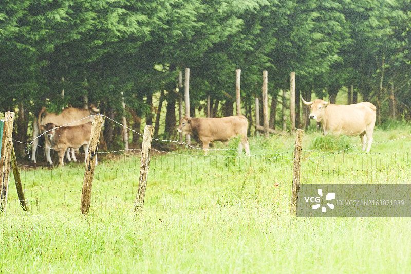 农业田中带刺铁丝网围栏的牛的正面图，背景无人无树图片素材