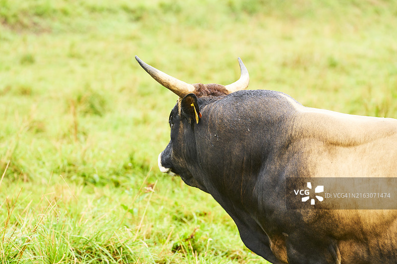 棕色公牛站在丘陵草地上的侧视图，周围没有人图片素材