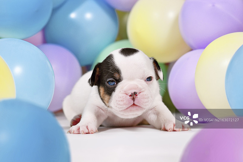 在彩色气球之间的可爱的花斑和棕褐色法国斗牛犬小狗图片素材