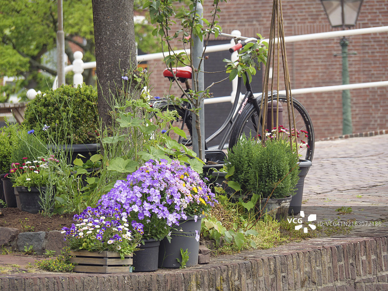 荷兰莱顿市，鹅卵石街道旁，树旁的各种花盆和自行车装饰图片素材
