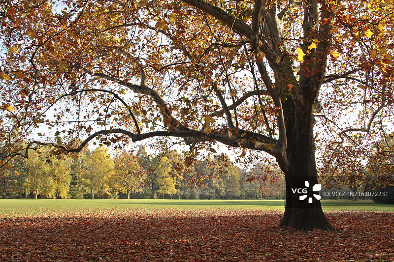 秋季静物：落叶中的寂静树林图片素材