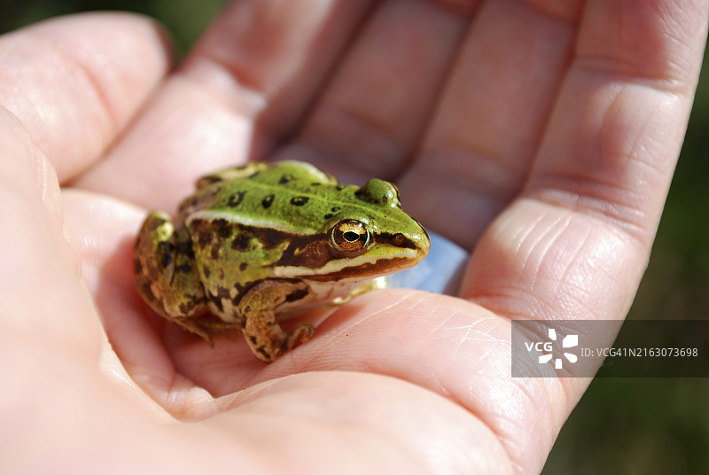 小水蛙坐在手上的特写图片素材