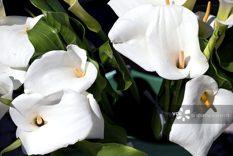 马蹄莲图片素材