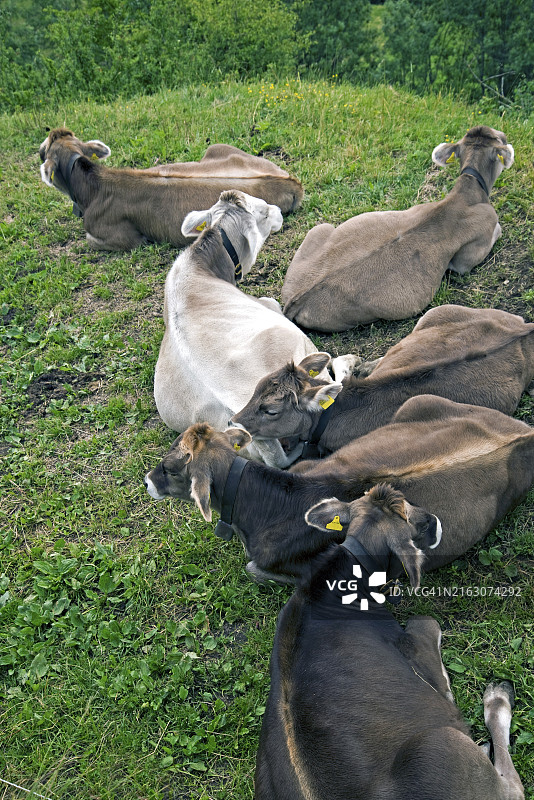 瑞士阿尔卑斯山脉的奶牛图片素材