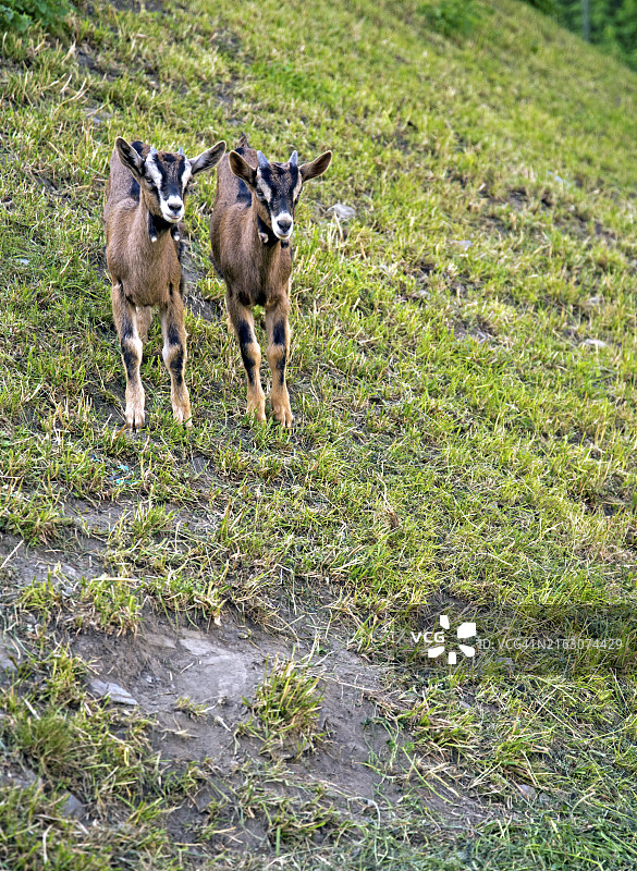 两只小山羊并排站立图片素材