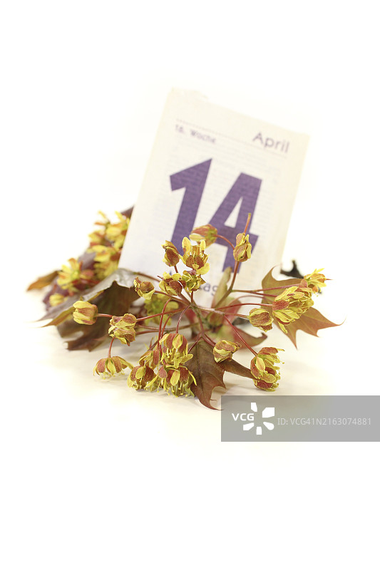 浅色背景下的枫树花朵和日历页图片素材