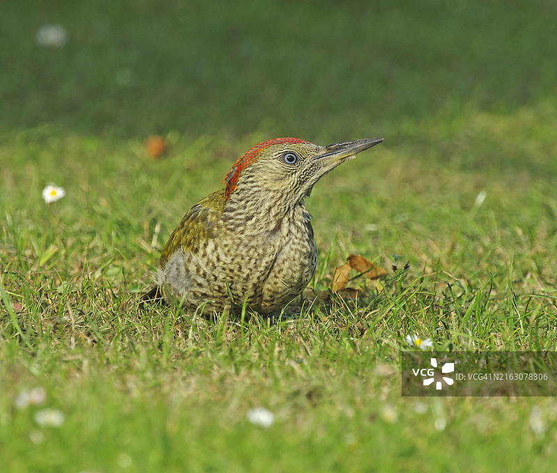 绿啄木鸟幼鸟图片素材