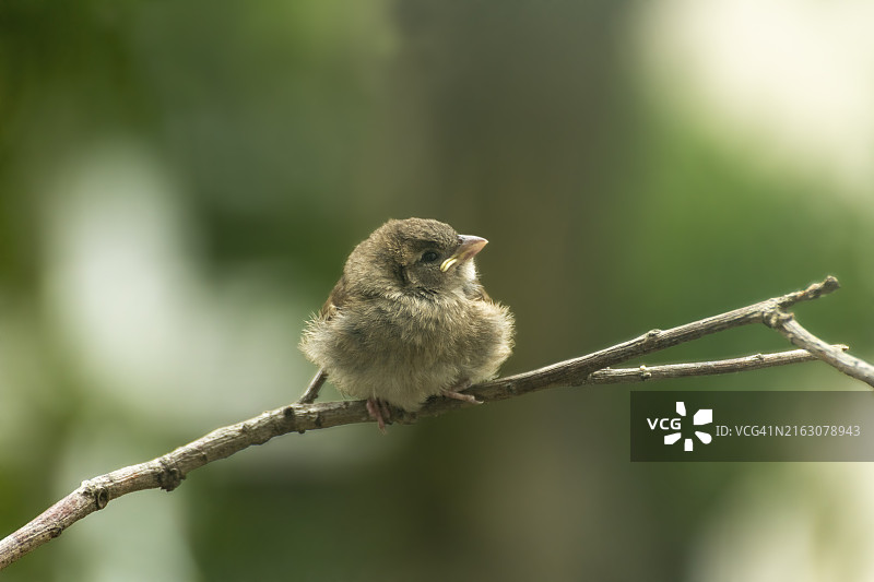 家麻雀（家麻雀），雏鸟等待亲鸟喂食图片素材