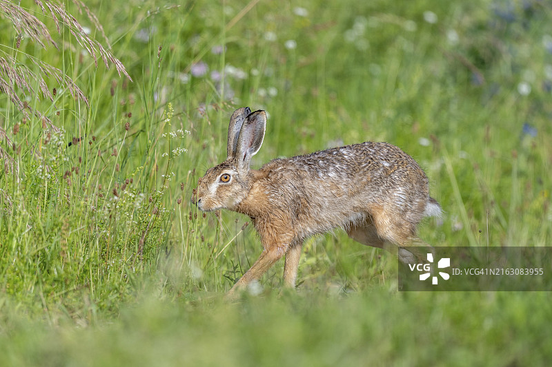 欧洲野兔在草地上跳跃（德国巴登-符腾堡州）图片素材