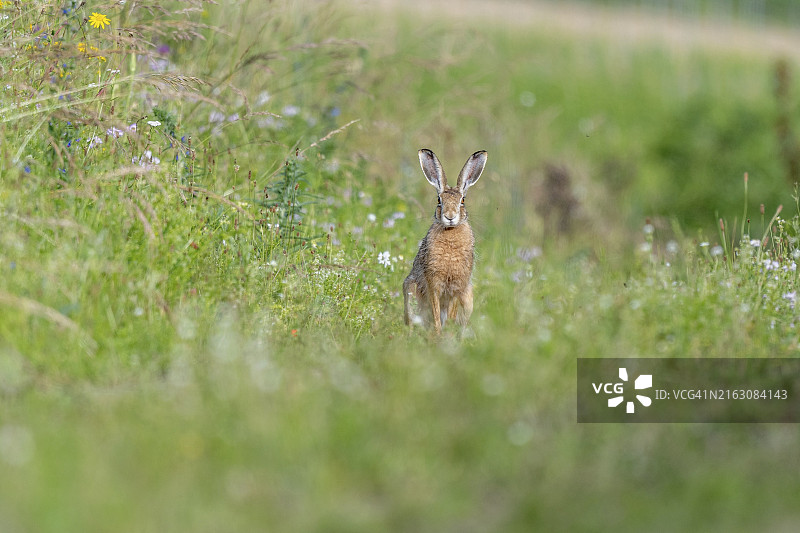 草地上观察周围环境的欧洲野兔图片素材