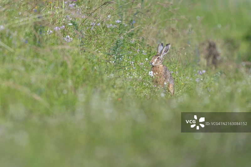 草地上观察周围环境的欧洲野兔图片素材