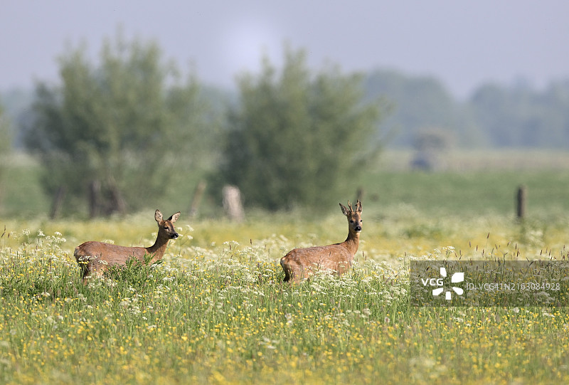 在草地上站立的欧洲狍和幼狍图片素材