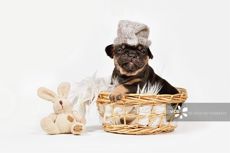 戴着睡帽和玩具毛绒兔的浅棕色法国斗牛犬幼犬在篮子里图片素材