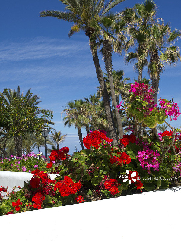 盛开的热带花园，色彩缤纷的鲜花和高大的棕榈树图片素材