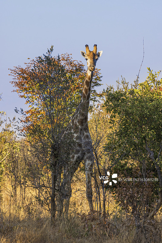 万基国家公园的野生长颈鹿图片素材