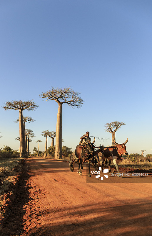 马达加斯加著名的猴面包树巷图片素材