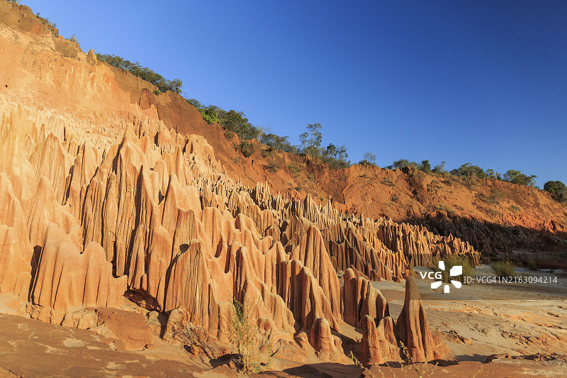 马达加斯加的红色石林图片素材