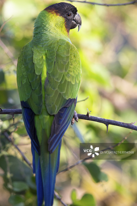 黑头鹦鹉（巴西潘塔纳尔湿地）图片素材