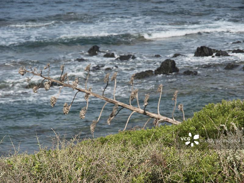 法国科西嘉阿雅克肖的崎岖海岸干枯植物图片素材
