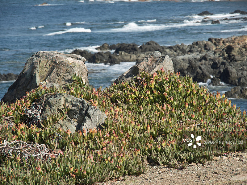 岩石海岸上的巨石与植物，蓝色天空下的法国科西嘉岛阿雅克肖图片素材