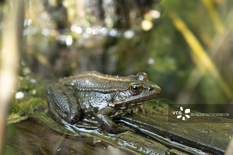 海蟾蜍栖息在树干上，湿地生态系统两栖动物，雷梅奇湿地保护区图片素材