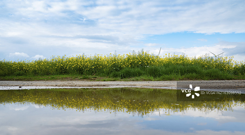 春天乡间农业油菜花田水面倒影图片素材