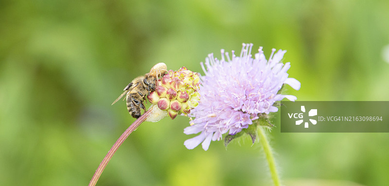 三叶草花上的死蜜蜂图片素材