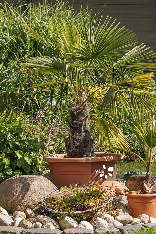 花园中陶罐里的小棕榈树和鹅卵石，德国北莱茵-威斯特法伦州图片素材