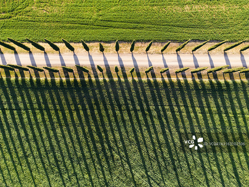 航拍视角下的柏树乡村公路图片素材