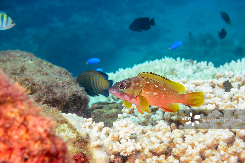 美丽的石斑鱼、黑鳍石斑鱼、天蓝雀鲷等，东京伊豆群岛式根岛，2020年10月图片素材