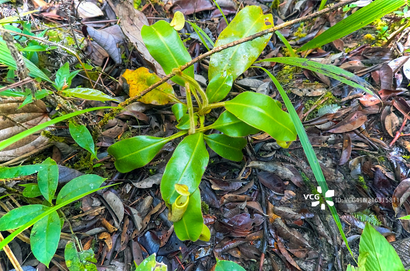 马来西亚沙捞越巴里奥普隆陶国家公园的陈氏猪笼草俯视图图片素材