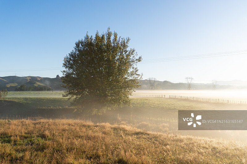 朗伊蒂凯地区迷雾乡村中沐浴金色阳光的孤树图片素材