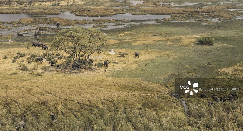 奥卡万戈三角洲的象群（直升机航拍视角）图片素材