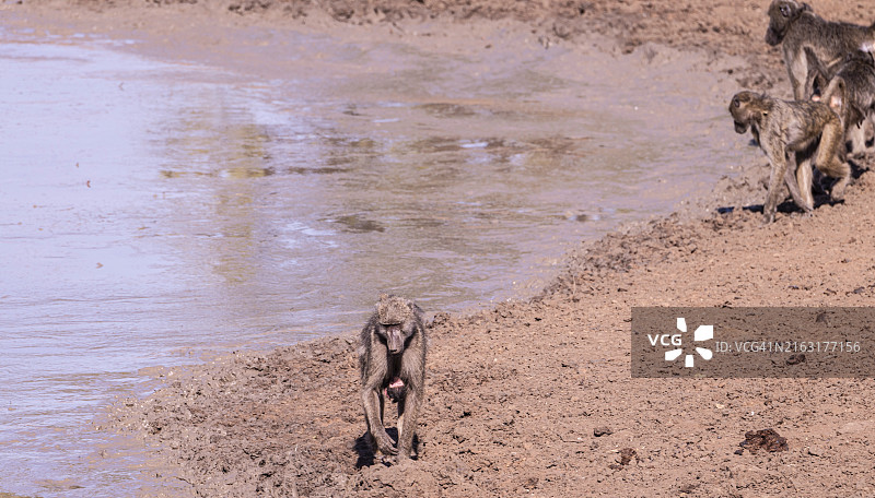 南非克鲁格国家公园水塘边的狒狒（特写）图片素材